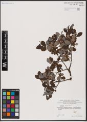 Foto von Salix aurita L.